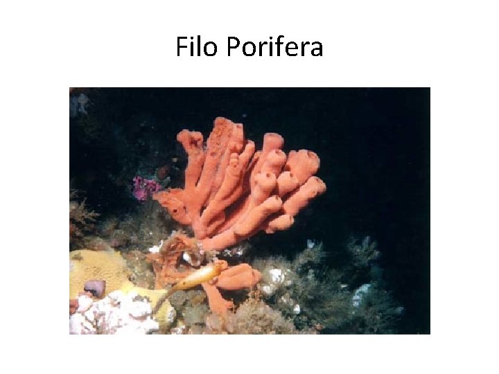 Filo Porifera 