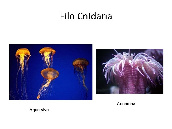 Filo Cnidaria Anêmona Água-viva 