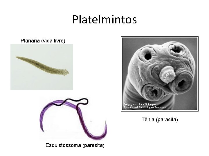 Platelmintos Planária (vida livre) Tênia (parasita) Esquistossoma (parasita) 