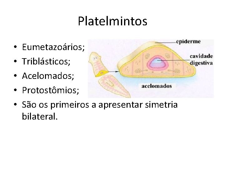 Platelmintos • • • Eumetazoários; Triblásticos; Acelomados; Protostômios; São os primeiros a apresentar simetria