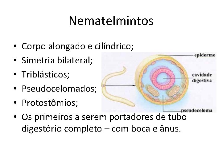 Nematelmintos • • • Corpo alongado e cilíndrico; Simetria bilateral; Triblásticos; Pseudocelomados; Protostômios; Os