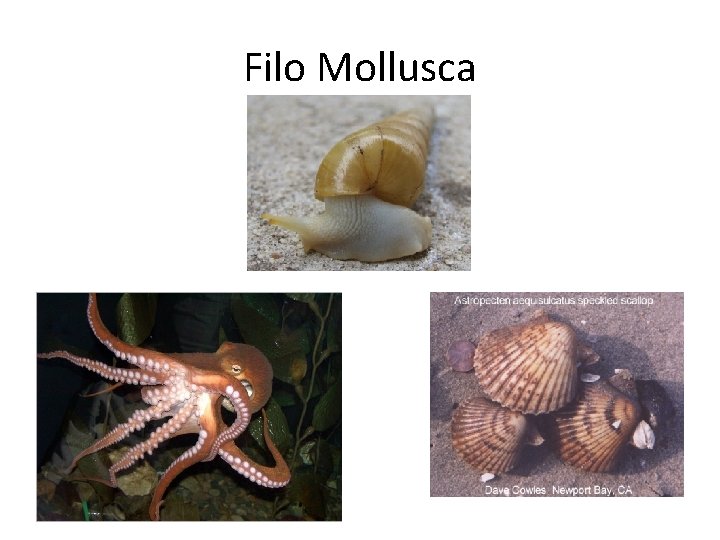 Filo Mollusca 