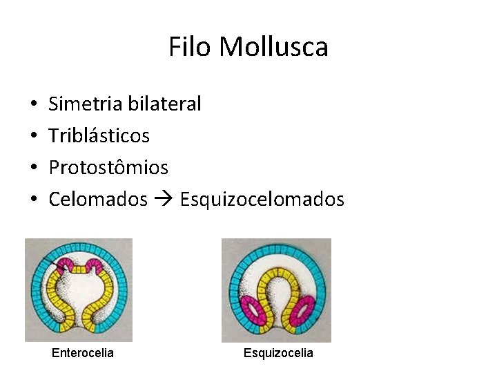 Filo Mollusca • • Simetria bilateral Triblásticos Protostômios Celomados Esquizocelomados Enterocelia Esquizocelia 