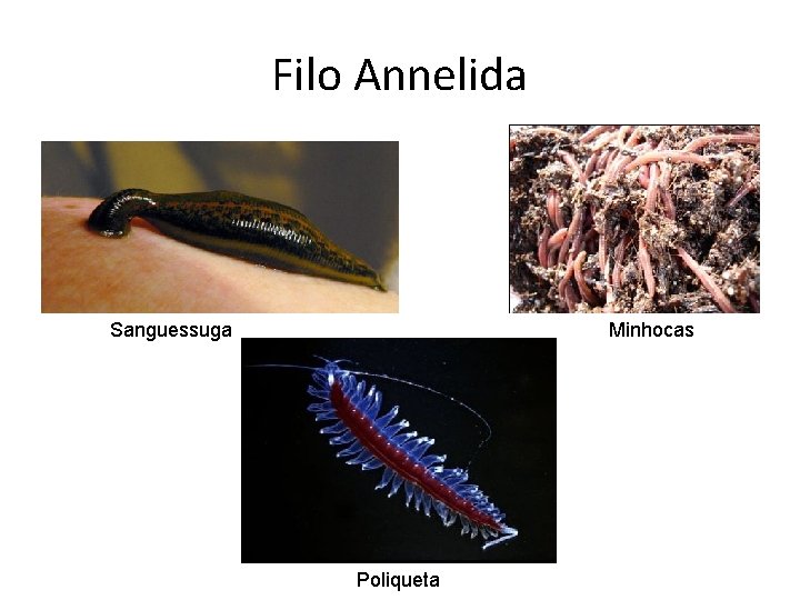 Filo Annelida • m Sanguessuga Minhocas Poliqueta 