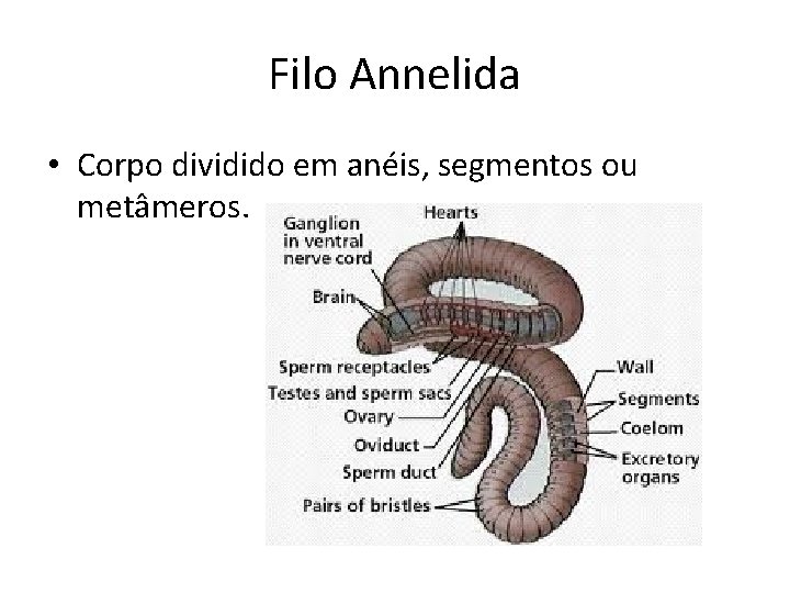 Filo Annelida • Corpo dividido em anéis, segmentos ou metâmeros. 