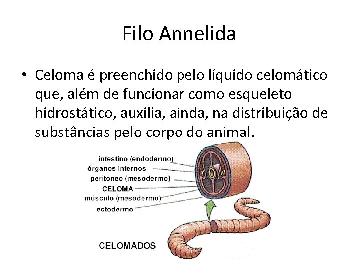 Filo Annelida • Celoma é preenchido pelo líquido celomático que, além de funcionar como