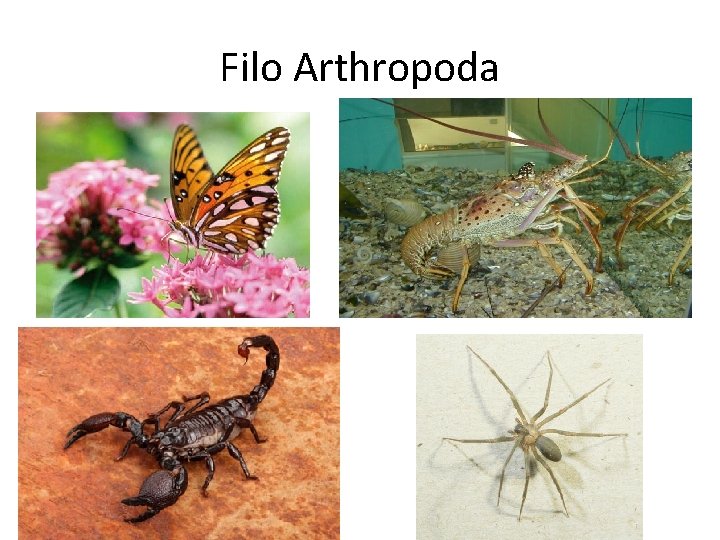 Filo Arthropoda 