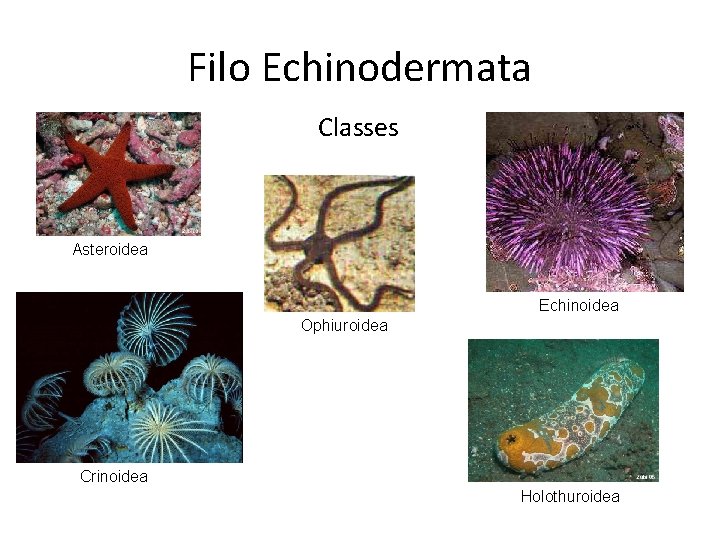 Filo Echinodermata Classes Asteroidea Echinoidea Ophiuroidea Crinoidea Holothuroidea 