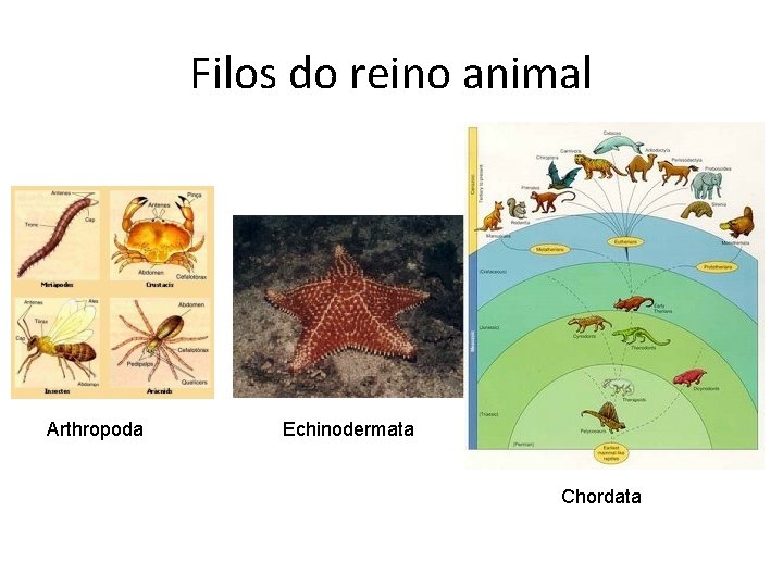 Filos do reino animal Arthropoda Echinodermata Chordata 