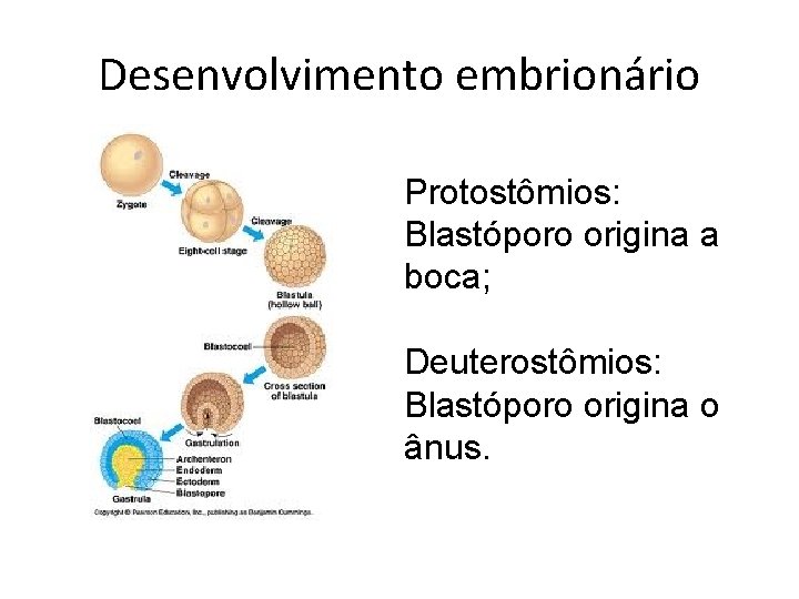 Desenvolvimento embrionário Protostômios: Blastóporo origina a boca; Deuterostômios: Blastóporo origina o ânus. 