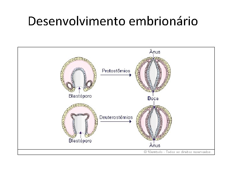 Desenvolvimento embrionário 