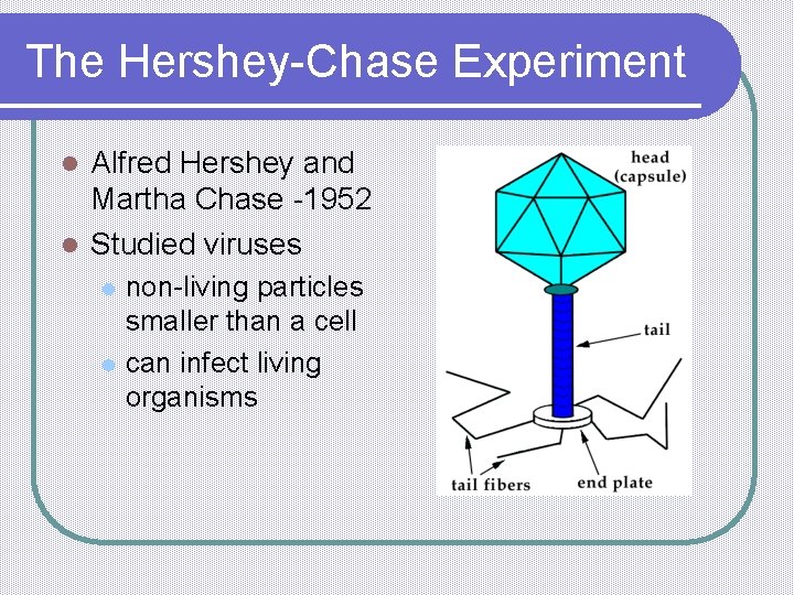 The Hershey-Chase Experiment Alfred Hershey and Martha Chase -1952 l Studied viruses l l