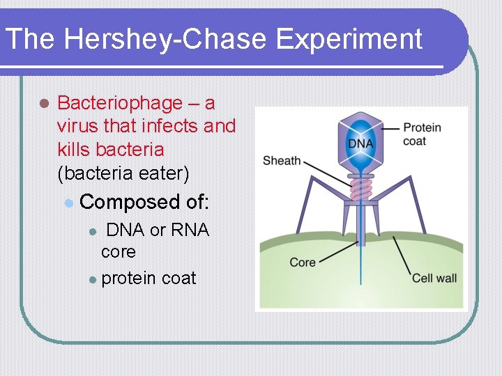 The Hershey-Chase Experiment l Bacteriophage – a virus that infects and kills bacteria (bacteria