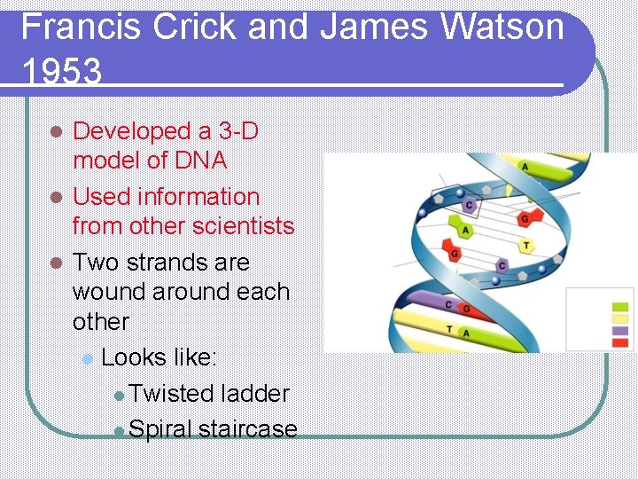 Francis Crick and James Watson 1953 Developed a 3 -D model of DNA l