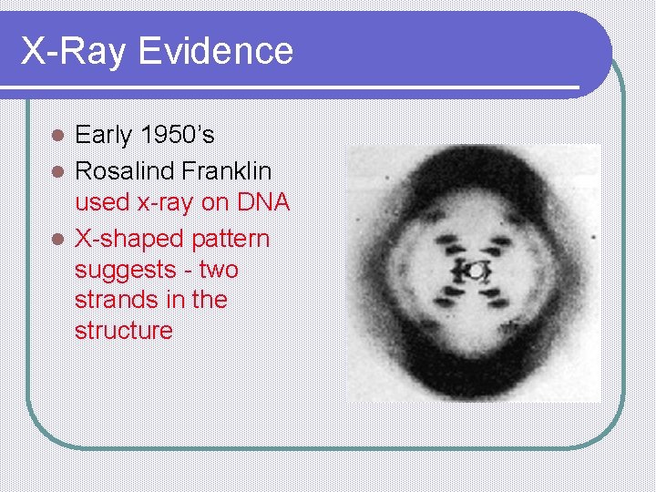 X-Ray Evidence Early 1950’s l Rosalind Franklin used x-ray on DNA l X-shaped pattern