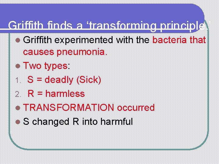 Griffith finds a ‘transforming principle. ’ l Griffith experimented with the bacteria that causes