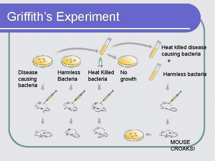 Griffith’s Experiment Heat killed disease causing bacteria Disease causing bacteria Harmless Bacteria Heat Killed