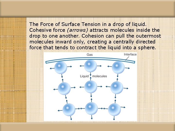 The Force of Surface Tension in a drop of liquid. Cohesive force (arrows) attracts