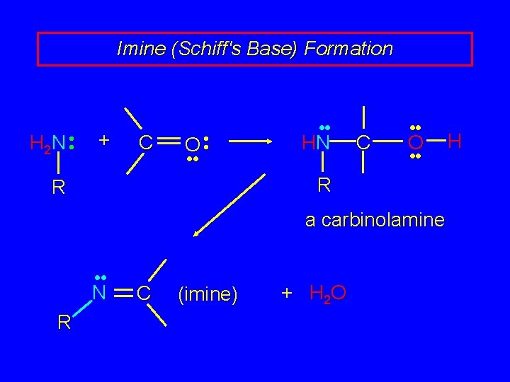 Imine (Schiff's Base) Formation H 2 N • • + C O • • Imine (Schiff's Base) Formation H 2 N • • + C O • •