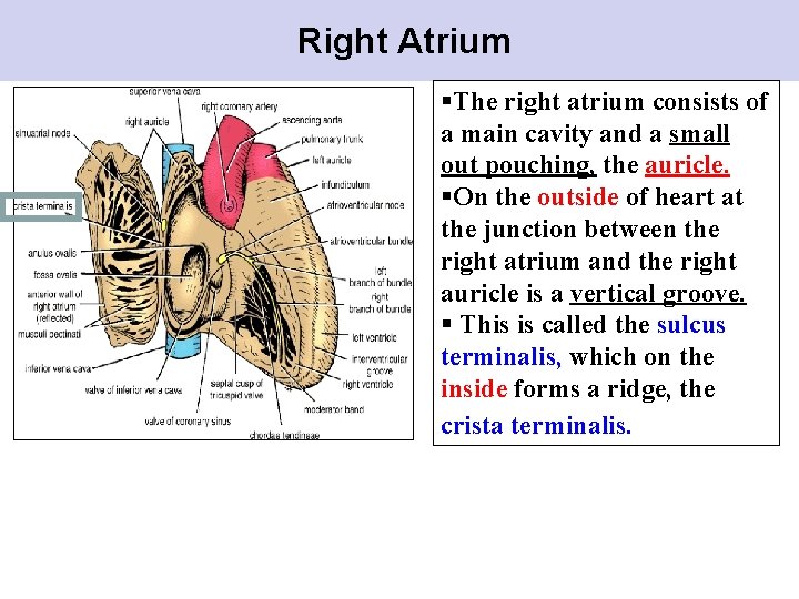 Right Atrium §The right atrium consists of a main cavity and a small out