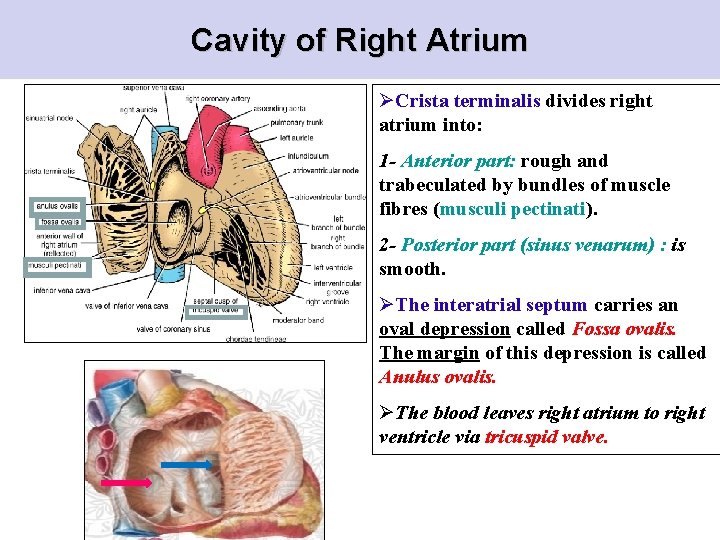 Cavity of Right Atrium ØCrista terminalis divides right atrium into: 1 - Anterior part: