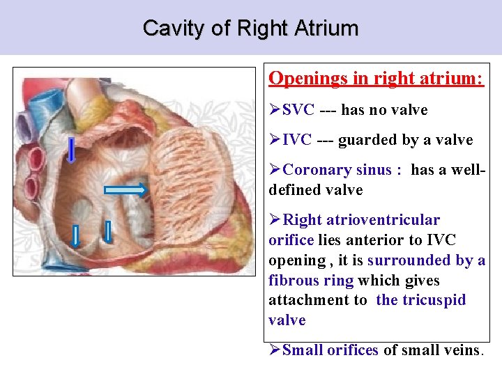 Cavity of Right Atrium Openings in right atrium: ØSVC --- has no valve ØIVC
