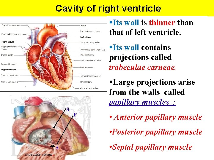 Cavity of right ventricle §Its wall is thinner than that of left ventricle. §Its