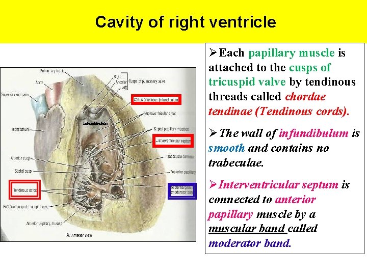 Cavity of right ventricle ØEach papillary muscle is attached to the cusps of tricuspid