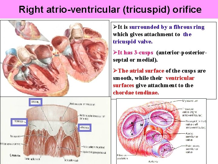 Right atrio-ventricular (tricuspid) orifice ØIt is surrounded by a fibrous ring which gives attachment