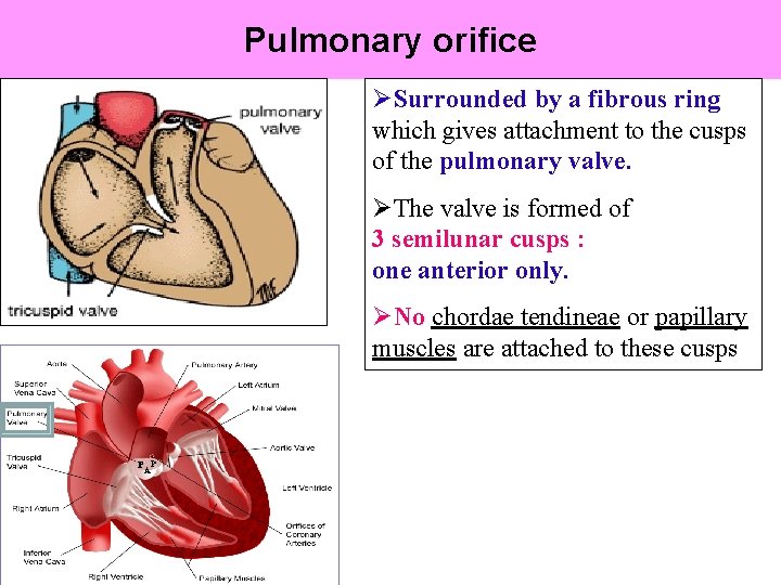 Pulmonary orifice ØSurrounded by a fibrous ring which gives attachment to the cusps of