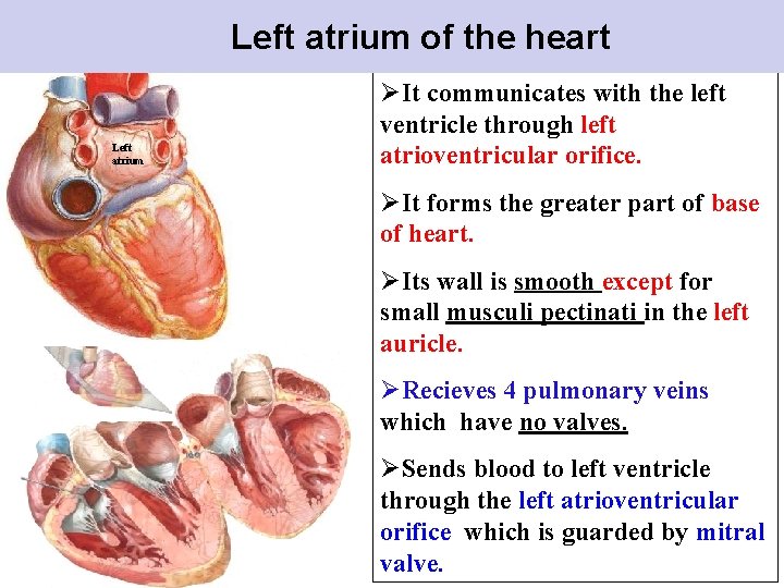 Left atrium of the heart Left atrium ØIt communicates with the left ventricle through