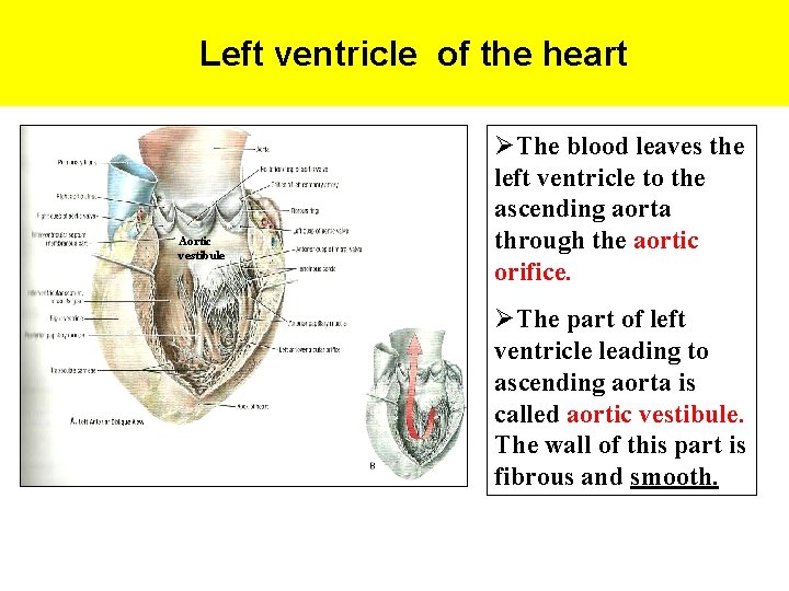 Left ventricle of the heart Aortic vestibule ØThe blood leaves the left ventricle to