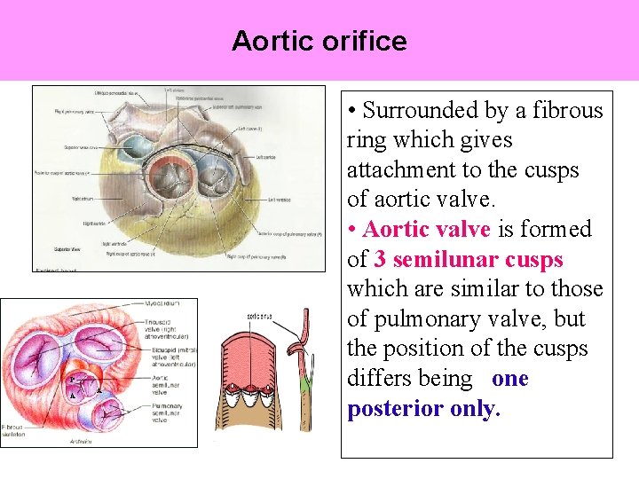 Aortic orifice P A A • Surrounded by a fibrous ring which gives attachment