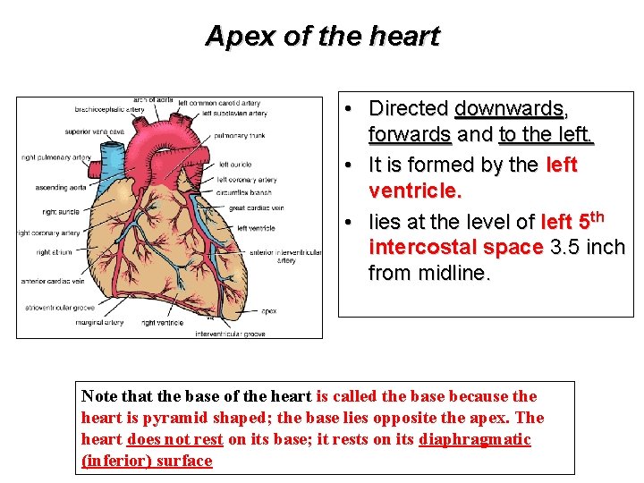 Apex of the heart • Directed downwards, forwards and to the left. • It