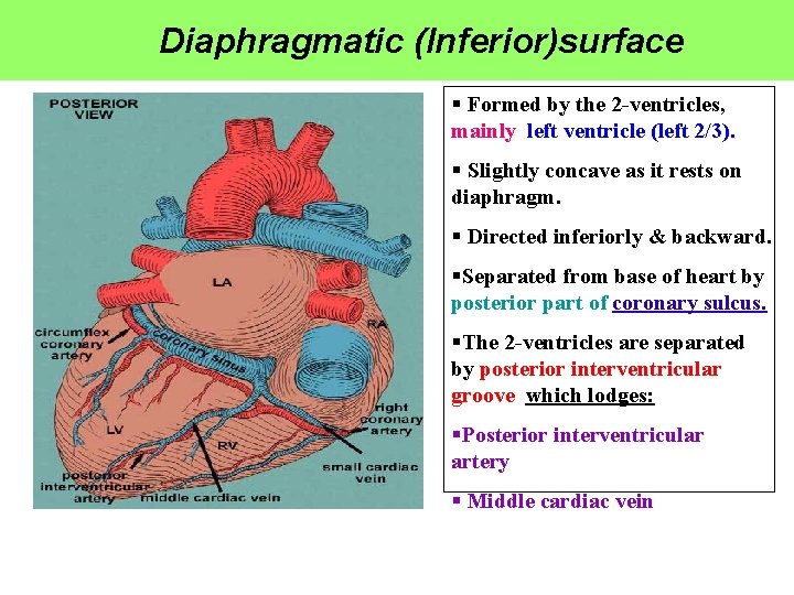 Diaphragmatic (Inferior)surface § Formed by the 2 -ventricles, mainly left ventricle (left 2/3). §