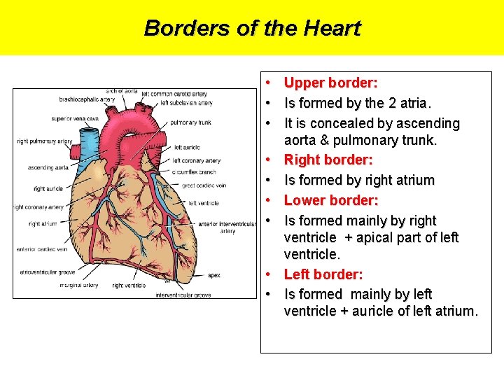 Borders of the Heart • Upper border: • Is formed by the 2 atria.