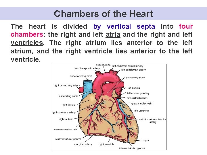 Chambers of the Heart The heart is divided by vertical septa into four chambers: