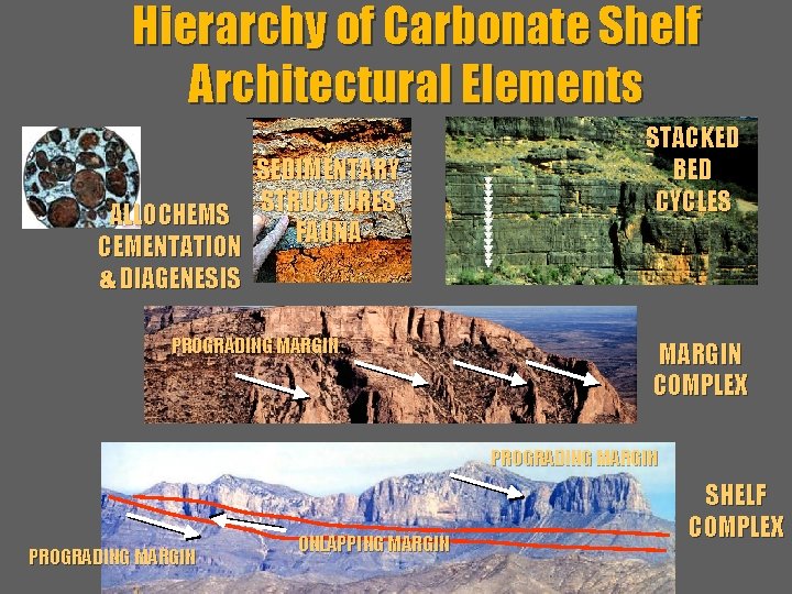 Hierarchy of Carbonate Shelf Architectural Elements BED, , SEDIMENTARY LITHOLOGY COMPONENT STRUCTURES ALLOCHEMS BEDS