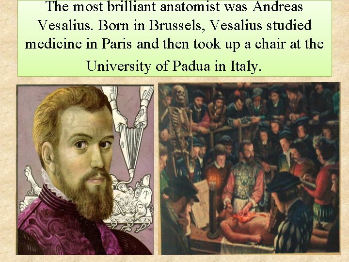 The most brilliant anatomist was Andreas Vesalius. Born in Brussels, Vesalius studied medicine in