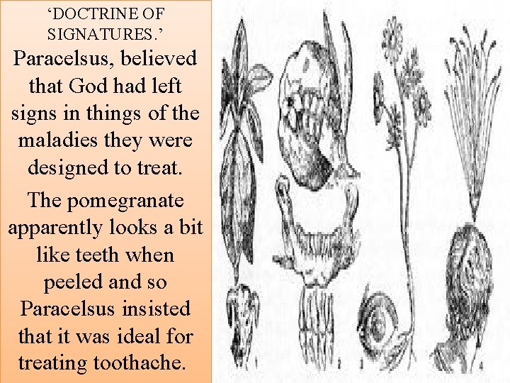 ‘DOCTRINE OF SIGNATURES. ’ Paracelsus, believed that God had left signs in things of