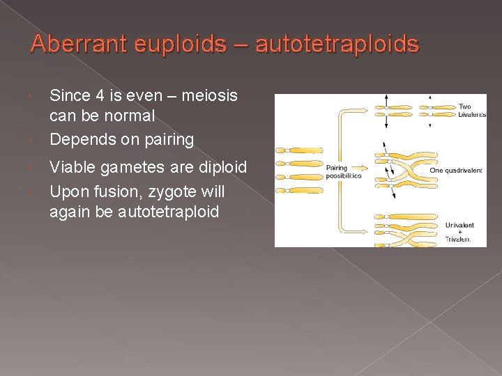 Aberrant euploids – autotetraploids Since 4 is even – meiosis can be normal Depends