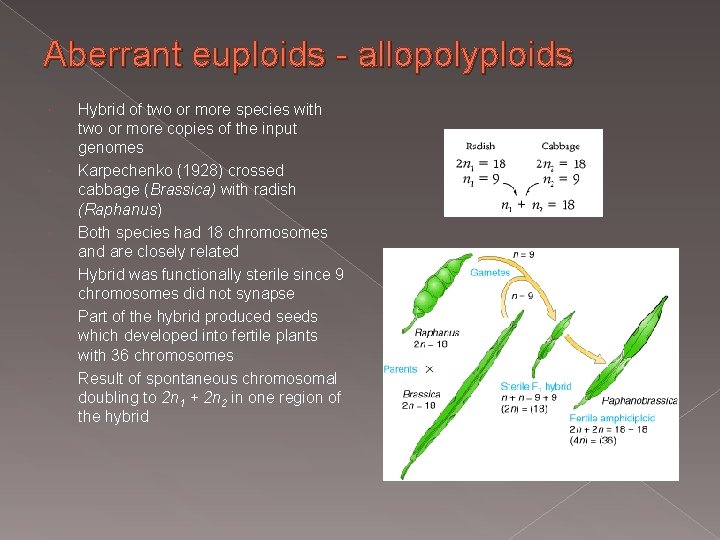Aberrant euploids - allopolyploids Hybrid of two or more species with two or more