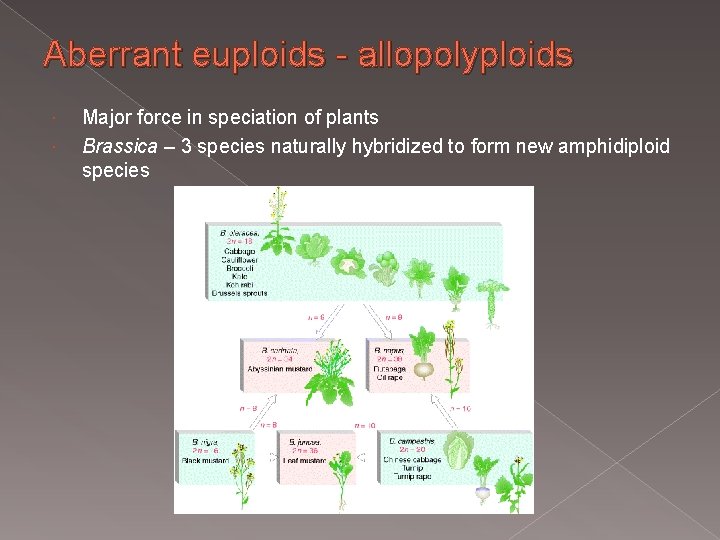 Aberrant euploids - allopolyploids Major force in speciation of plants Brassica – 3 species