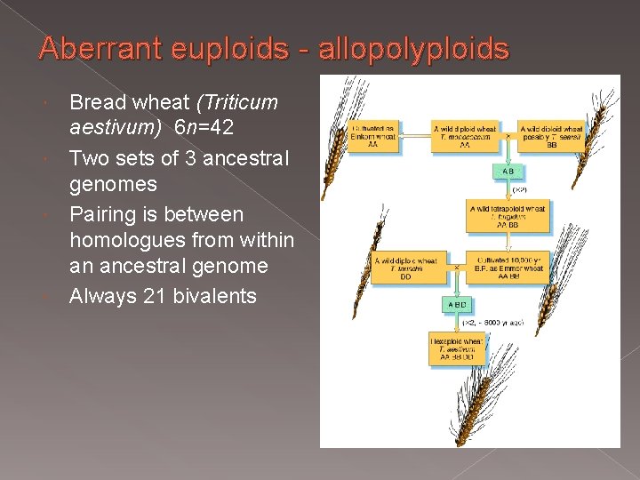 Aberrant euploids - allopolyploids Bread wheat (Triticum aestivum) 6 n=42 Two sets of 3