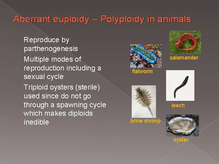Aberrant euploidy – Polyploidy in animals Reproduce by parthenogenesis Multiple modes of reproduction including