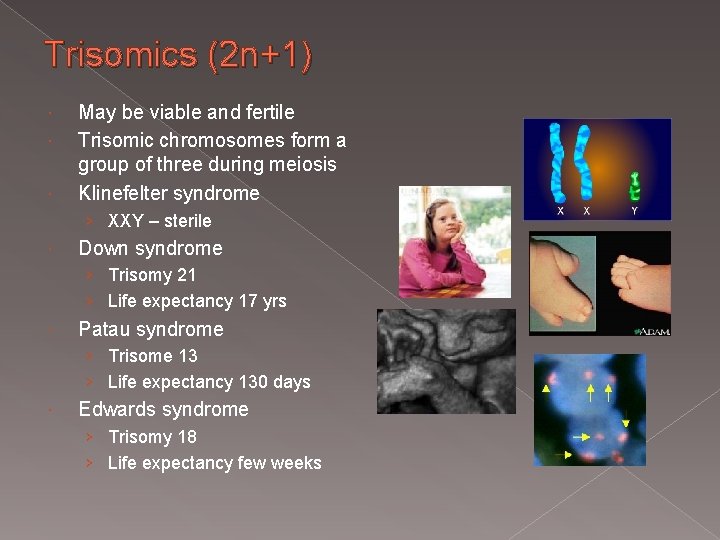 Trisomics (2 n+1) May be viable and fertile Trisomic chromosomes form a group of