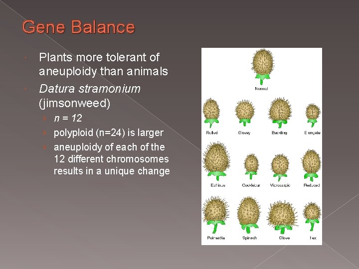 Gene Balance Plants more tolerant of aneuploidy than animals Datura stramonium (jimsonweed) › n