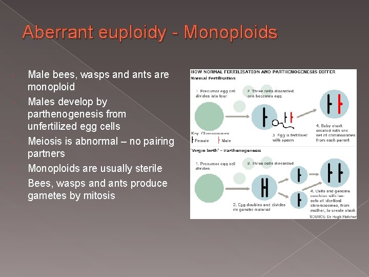 Aberrant euploidy - Monoploids Male bees, wasps and ants are monoploid Males develop by