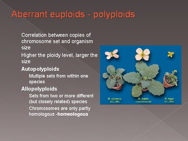 Aberrant euploids - polyploids Correlation between copies of chromosome set and organism size Higher