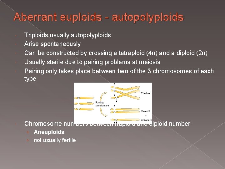 Aberrant euploids - autopolyploids Triploids usually autopolyploids Arise spontaneously Can be constructed by crossing
